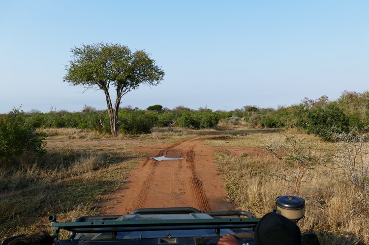Safari Mkhaya Game Reserve, eSwatini